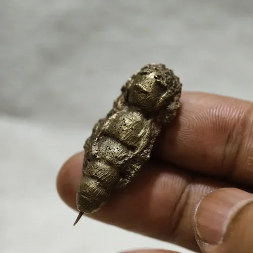 Kepompong Wesi Kuning Kuno