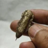 Kepompong Wesi Kuning Kuno