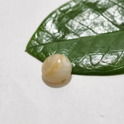 Mustika Sendang Bidadari