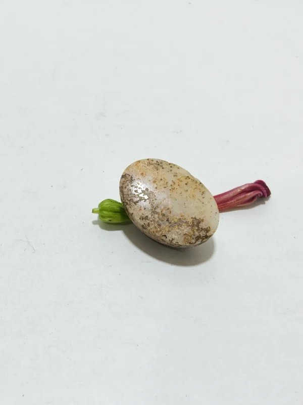 Mustika Belut Putih – Kekebalan & Wibawa Raja