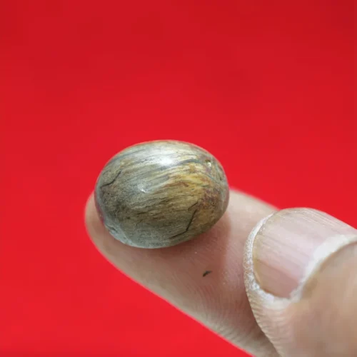 Batu Cincin Kayu Fosil Jati Kurung Asli dari Pohon Tua Mati Gagar Tumbang Alami