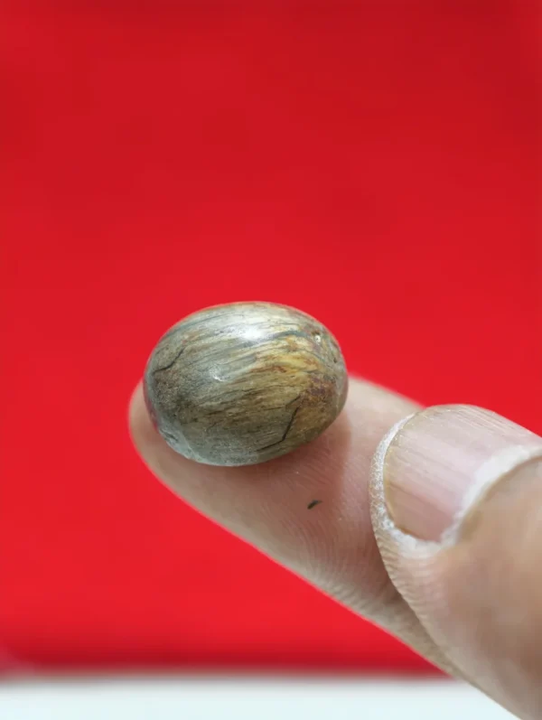 Batu Cincin Kayu Fosil Jati Kurung Asli dari Pohon Tua Mati Gagar Tumbang Alami