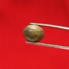 Batu Cincin Kayu Fosil Jati Kurung Asli dari Pohon Tua Mati Gagar Tumbang Alami