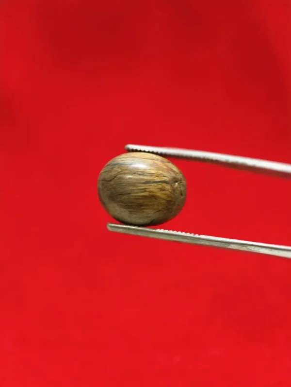 Batu Cincin Kayu Fosil Jati Kurung Asli dari Pohon Tua Mati Gagar Tumbang Alami
