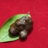 Batu Aji Mbah Sakri Banyuwangii Batu Aji Mbah Sakri Banyuwangi