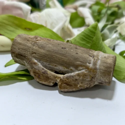 Fosil Bambu Pethuk Ki Ageng Baradin
