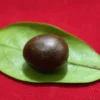 Geliga Ular Keramate Geliga Ular Keramat