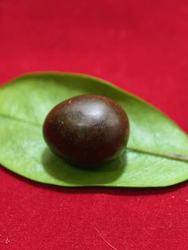 Geliga Ular Keramate Geliga Ular Keramat