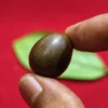 Geliga Ular Keramatt Geliga Ular Keramat