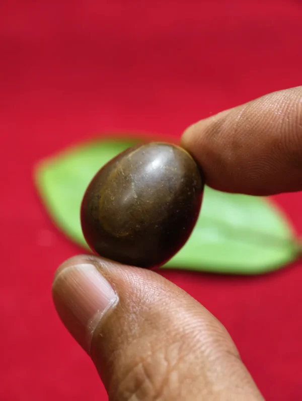 Geliga Ular Keramatt Geliga Ular Keramat