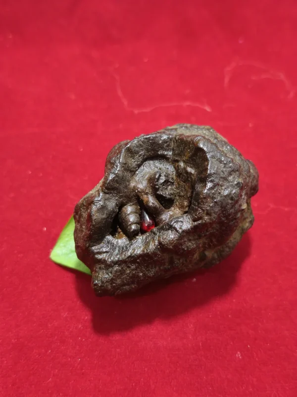 Merah Delima Manitis Kimo Gelung