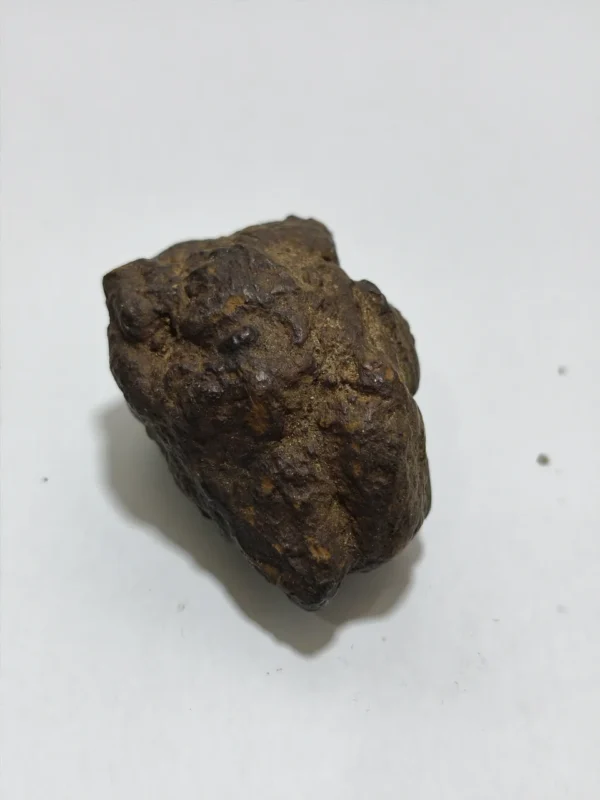 Merah Delima Manitis Kimo Gelung