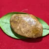 Mustika Buntad Kebal Kembang Lampir - Keselamatan & Wibawa