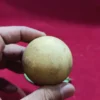 Mustika Goa Istana Alas Purwo