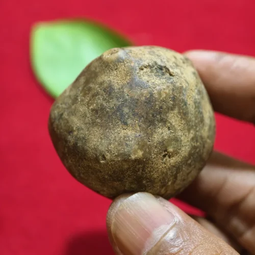 Mustika Kebal Karosan Mustika Kebal Karosan