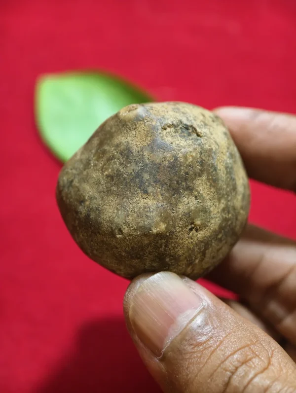 Mustika Kebal Karosan Mustika Kebal Karosan