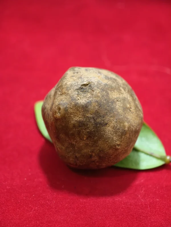Mustika Kebal Karosane Mustika Kebal Karosan