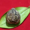 Mustika Kebal Ki CokrobirowA Mustika Kebal Ki Cokrobirowo