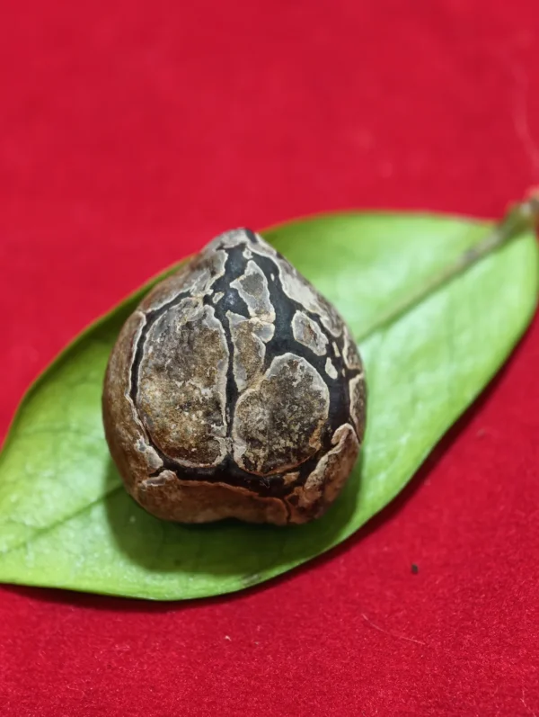 Mustika Kebal Ki CokrobirowA Mustika Kebal Ki Cokrobirowo
