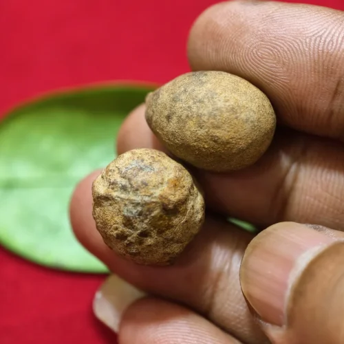 Mustika Kebal Suro Gedug Mustika Kebal Suro Gedug