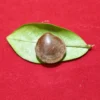 Mustika Kebal Syekh Domba Mustika Kebal Syekh Dombo