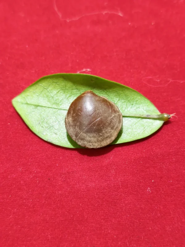 Mustika Kebal Syekh Domba Mustika Kebal Syekh Dombo