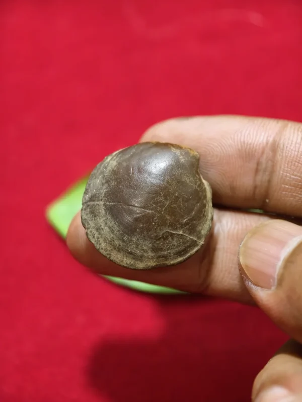 Mustika Kebal Syekh Dombo Mustika Kebal Syekh Dombo