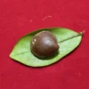 Mustika Kebal Syekh Domboe Mustika Kebal Syekh Dombo