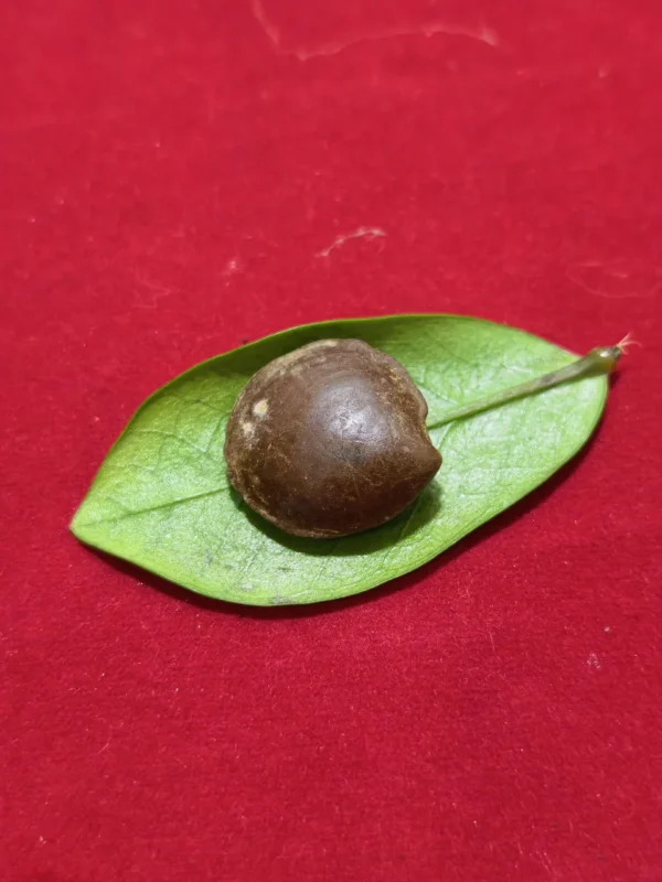 Mustika Kebal Syekh Domboe Mustika Kebal Syekh Dombo