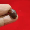 Mustika Kedung Pedut