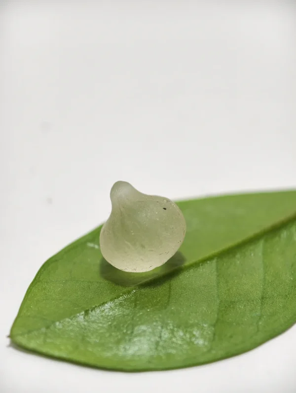 Mustika Kelapa Lanang Nunggal