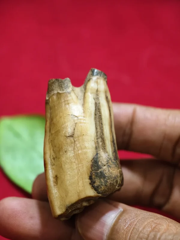 Mustika Keramat Kyai Jalak Lawu