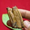 Mustika Keramat Kyai Jalak Lawu