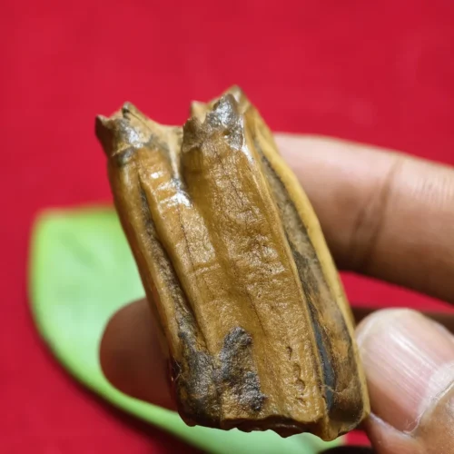 Mustika Keramat Kyai Jalak Lawu Mustika Keramat Kyai Jalak Lawu