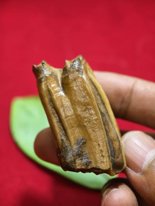 Mustika Keramat Kyai Jalak Lawu