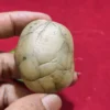 Mustika Macan Putih Mustika Macan Putih