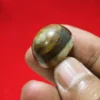 Mustika Sungsang Kebal Aktif