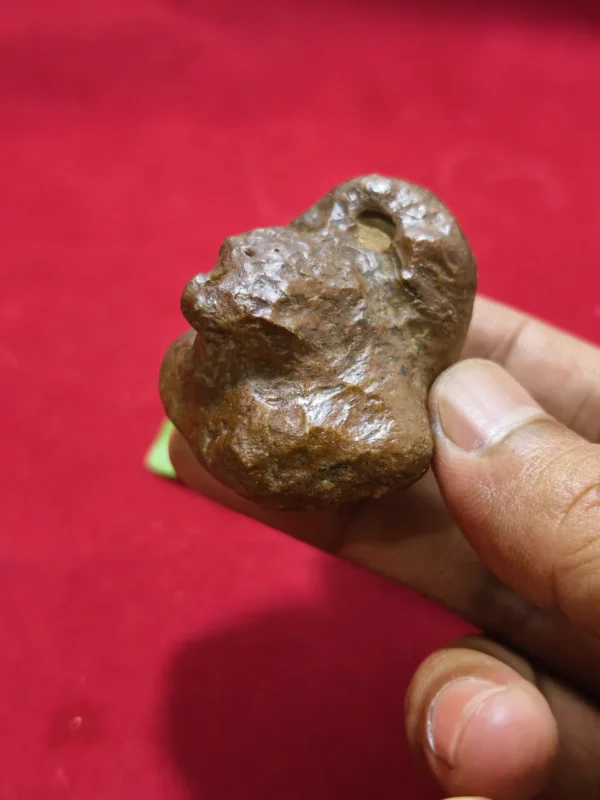 Mustika Ular Asli Mustika Ular Asli