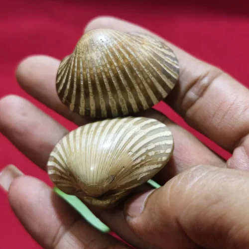 Sepasang Fosil Bertuah Pelabuhan Ratu