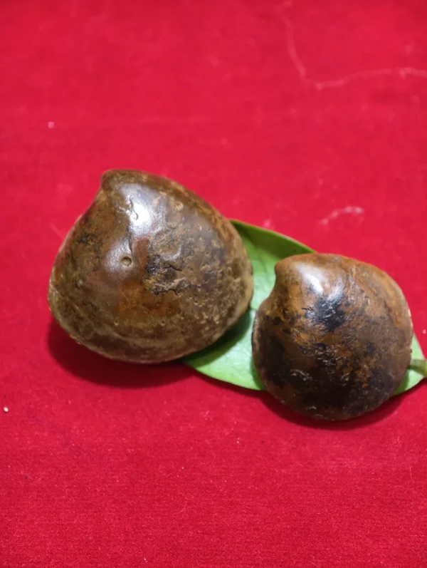 Sepasang Fosil Kul Buntad Abinowoo Sepasang Fosil Kul Buntad Abinowo Asli Juwana - Keselamatan & Penglarisan