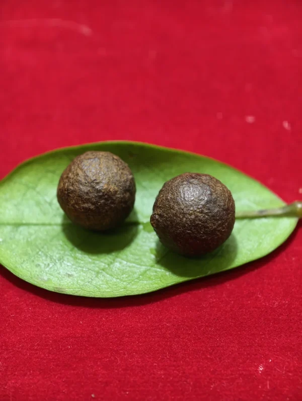 Sepasang Mustika Kebal Alam