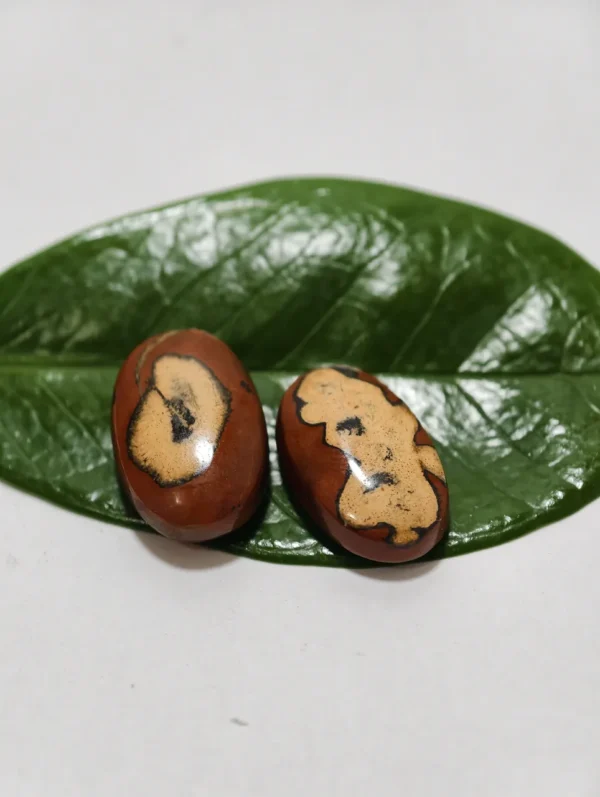 Sepasang Mustika Tarantula Asli